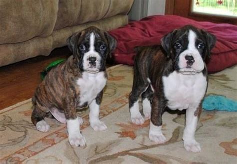 Boxer Puppies For Sale In New Mexico