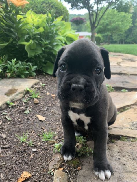 Boxer Puppies For Sale In Newark Ohio
