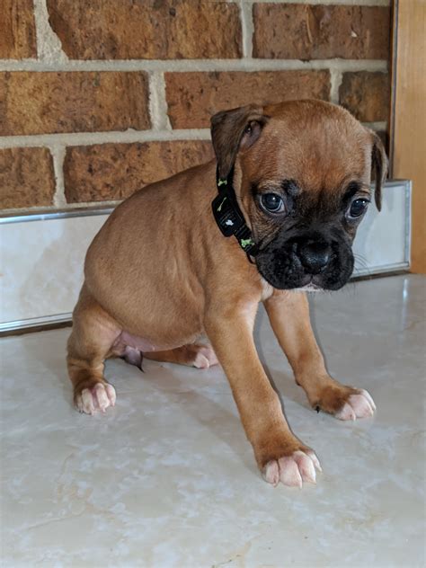 Boxer Puppies For Sale In North Alabama