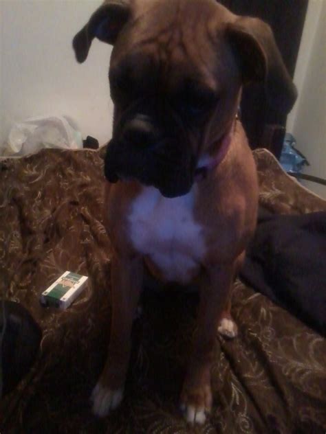 Boxer Puppies For Sale In Northeast Ohio