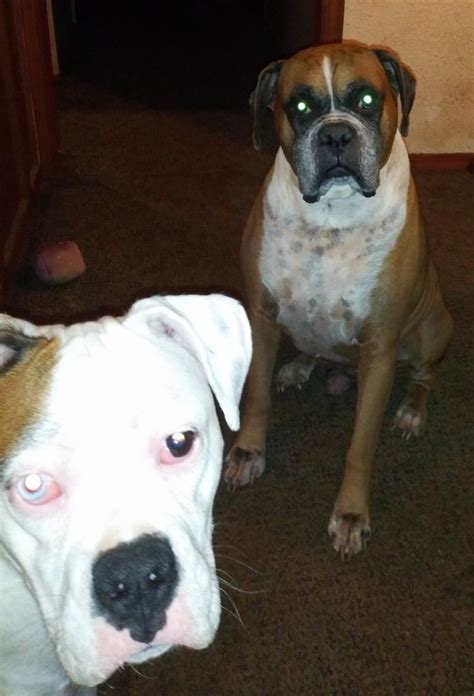 Boxer Puppies For Sale In Ok