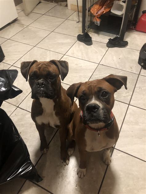 Boxer Puppies For Sale In Pueblo Colorado