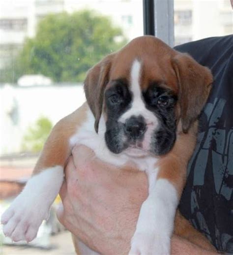 Boxer Puppies For Sale In Rapid City Sd