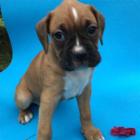 Boxer Puppies For Sale In South Jersey
