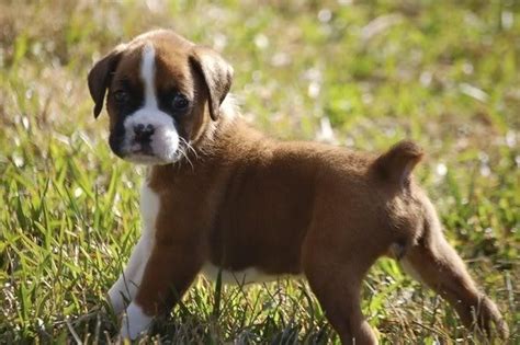 Boxer Puppies For Sale In Springfield Il