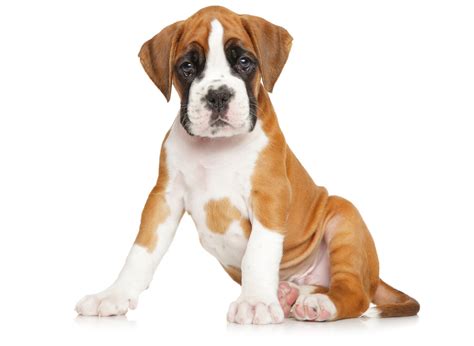 Boxer Puppies For Sale In Temecula Ca