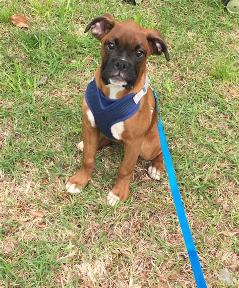 Boxer Puppies For Sale In Virginia Beach