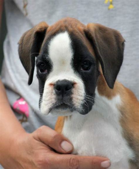 Boxer Puppies For Sale In Yakima Wa