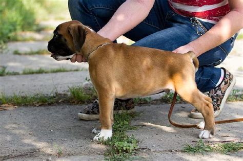 Boxer Puppies For Sale Inland Empire
