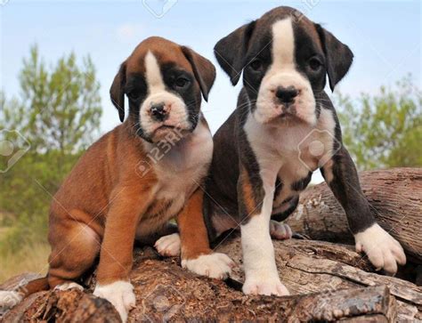 Boxer Puppies For Sale Jacksonville