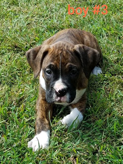 Boxer Puppies For Sale Ky
