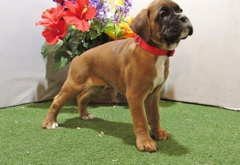 Boxer Puppies For Sale Madison Wi