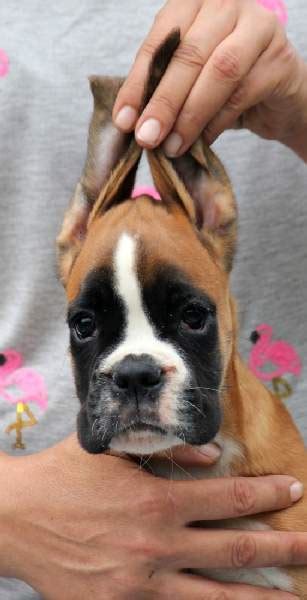 Boxer Puppies For Sale Redding Ca