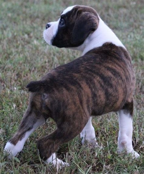 Boxer Puppies For Sale Reno Nv