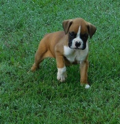 Boxer Puppies For Sale Richmond Va
