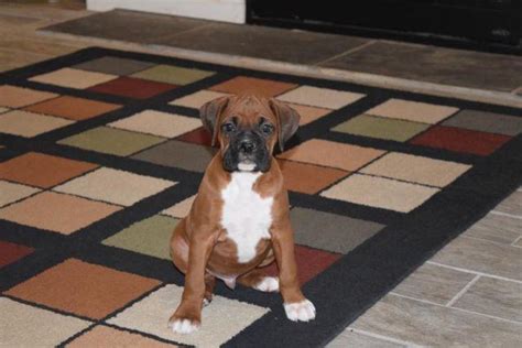 Boxer Puppies For Sale Rochester Ny