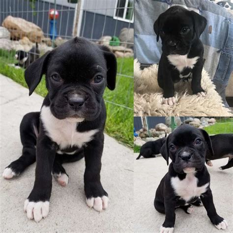 Boxer Puppies For Sale Sioux Falls