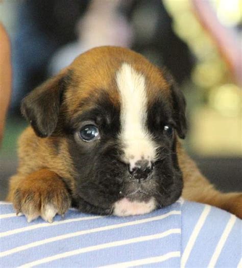 Boxer Puppies For Sale Stockton