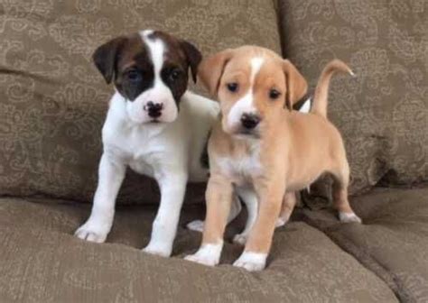 Boxer Puppies For Sale Utah