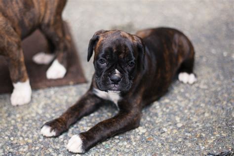 Boxer Puppies For Sale Washington State