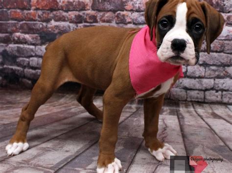 Boxer Puppies For Sale Wichita Ks