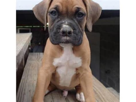 Boxer Puppies Greenville Nc