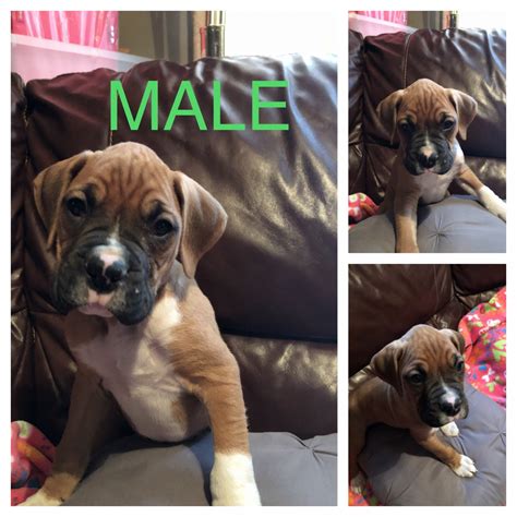 Boxer Puppies In Michigan For Sale