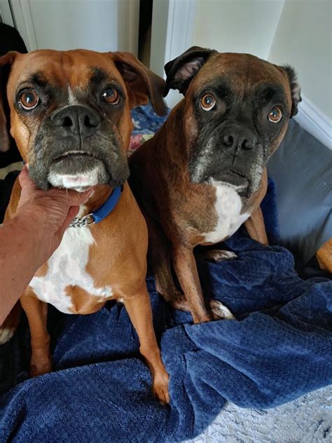 Boxer Puppies Needing Homes