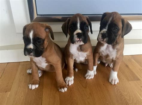 Boxer Puppies New York For Sale