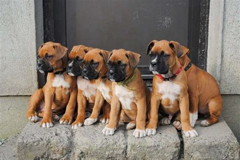 Boxer Puppies Nursing