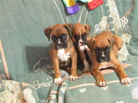 Boxer Puppies Pentwater Michigan