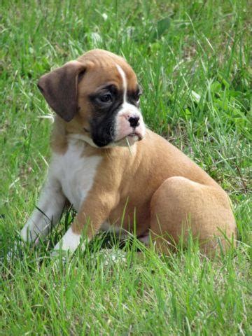 Boxer Puppies Ready Now