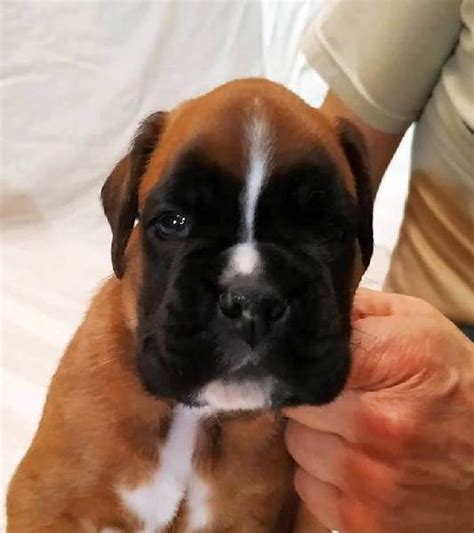 Boxer Puppies Rochester Mn