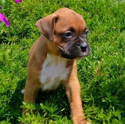 Boxer Puppies Rochester Ny