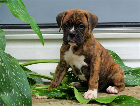 Boxer Puppies Under $500