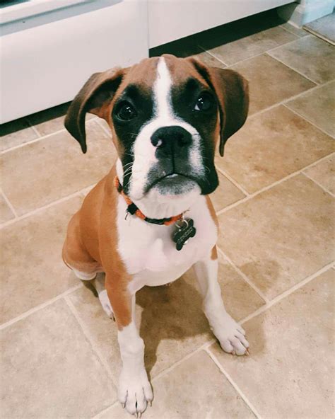 Boxer Puppy 4 Months