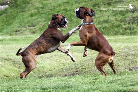 Boxer Puppy Boxing
