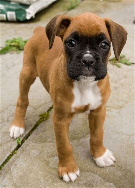 Boxer Puppy Cute