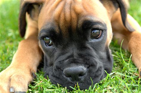 Boxer Puppy Dog Pics