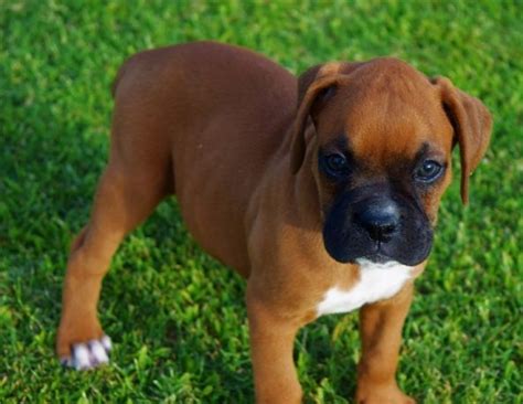 Boxer Puppy For Sale Arizona
