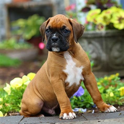 Boxer Puppy For Sale California