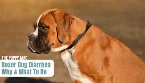 Boxer Puppy Has Diarrhea