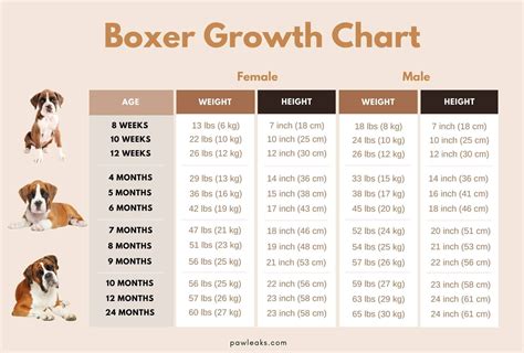 Boxer Puppy Height Chart