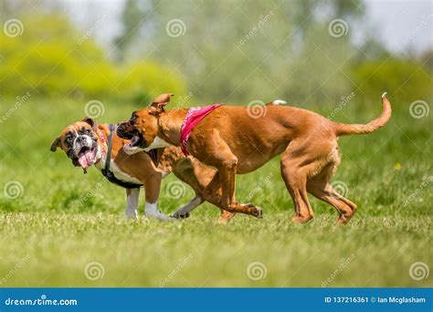 Boxer Puppy Jumping And Biting