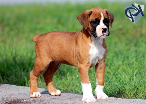 Boxer Rottweiler Mix Puppy