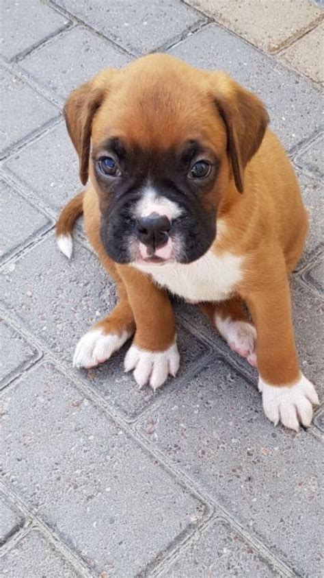 Boxer Terrier Puppies For Sale