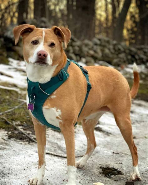 Boxer australian shepherd mix. LOKI NEEDS A FOREVER HOME & FAMILY Loki is a very handsome 18 mo old Boxer/Australian Shepherd mix boy. His owner was moving and was going to kill... 