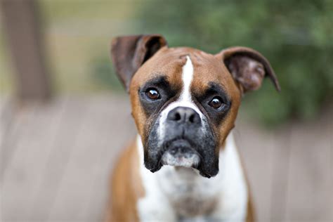 Boxer breed. Energetic. Perceptive (as guard dogs they are valued for their ability to accurately read a situation) Confident. Courageous. Dignified. Even-tempered. These character traits are so thoroughly “Boxer” that they are just as distinguishing a feature of the breed as that blocky head, squashed snout and deep chest. 