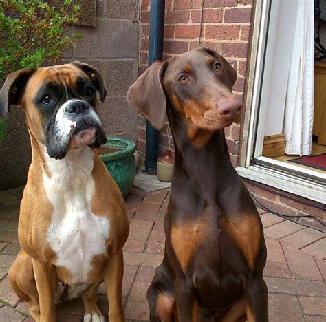 Boxer doberman puppies. The Boxerman is a designer dog resulting from the deliberate cross of the Doberman Pinscher and Boxer. Among all dog breeds, these two may be the most fearless dogs we have in our homes. But even so, … 