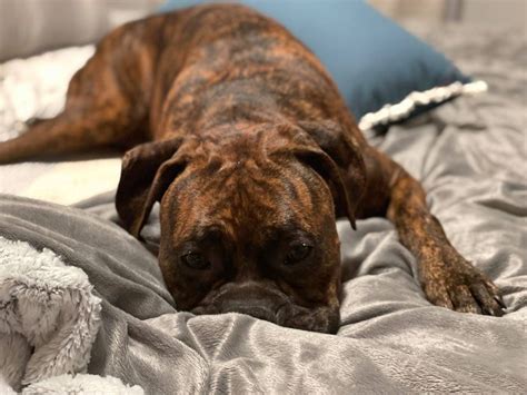 Boxer dog rescue near me. Individuals & rescue groups can post animals free." - ♥ RESCUE ME! ♥ ۬ ... Boxer Dogs adopted on Rescue Me! Donate. Adopt Boxer Dogs in Kansas. Filter. 24-02-29-00424 D036 Mocha (f) (female) Boxer mix. Johnson County, Overland Park, KS ID: 24-02-29-00424. Born on 12/7/2023. Her mom was found roaming and I have been taking care of … 